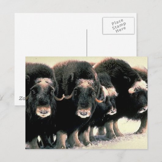 Musk Oxen Postkarte (Vorne/Hinten)