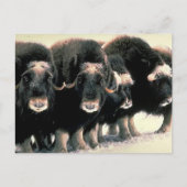 Musk Oxen Postkarte (Vorderseite)