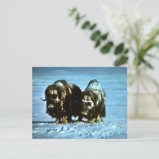 Musk Oxen Postkarte (Stehend Vorderseite)