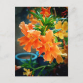 Musk Postkarte (Vorderseite)