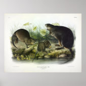Musk-Rat, Muskrat, Ondatra zibethicus, von Audubon Poster (Vorne)