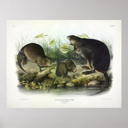 Musk-Rat, Muskrat, Ondatra zibethicus, von Audubon Poster (Vorne)