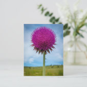 Musk Thistle Foto Postcard Postkarte (Stehend Vorderseite)