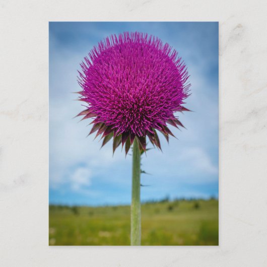 Musk Thistle Foto Postcard Postkarte (Vorderseite)