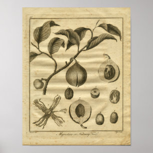 Muskatnuss-Baum Culpeper Kräuterdruck 1817 Poster