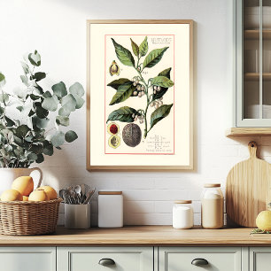 MUSKATNUSS - BOTANISCHE VINTAGE-ILLUSTRATION POSTER