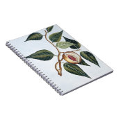 Muskatnuss, Platte 7, 'von der Sammlung Precieuse Notizblock (Rechte Seite)