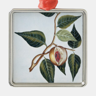 Muskatnuss, Platte 7, 'von der Sammlung Precieuse Silbernes Ornament