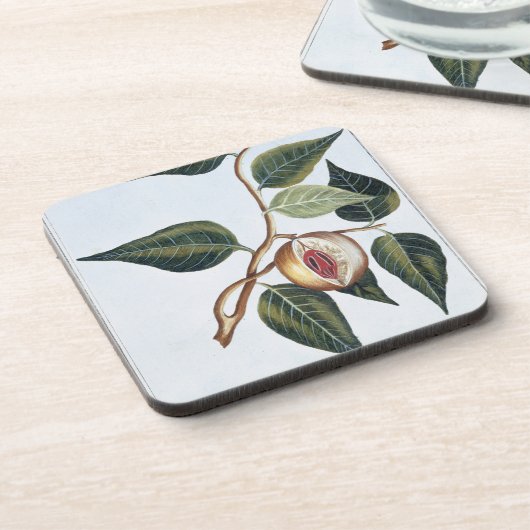 Muskatnuss, Platte 7, 'von der Sammlung Precieuse Untersetzer (Linke Seite)