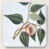 Muskatnuss, Platte 7, 'von der Sammlung Precieuse Untersetzer (Vorderseite)