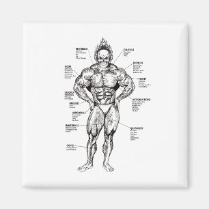 Muskel-Diagramm und Übungsleitfaden - Bodybuilding Magnet
