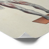 Muskel Fascia Anatomie Druckanterie Poster (Ecke)
