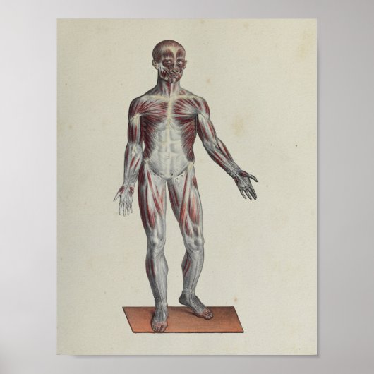 Muskel Fascia Anatomie Druckanterie Poster (Vorne)
