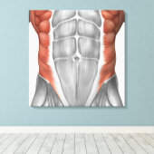 Muskelanatomie der Bauchwand Leinwanddruck (Insitu (Holzboden))