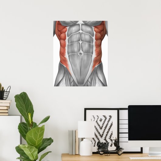 Muskelanatomie der Bauchwand Poster (Heimbüro)