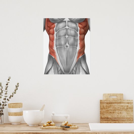 Muskelanatomie der Bauchwand Poster (Küche)