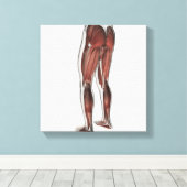 Muskelanatomie der menschlichen Legen 1 Leinwanddruck (Insitu (Holzboden))