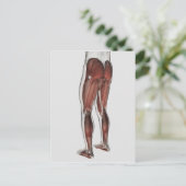 Muskelanatomie der menschlichen Legen 1 Postkarte (Stehend Vorderseite)