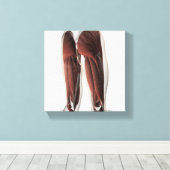 Muskelanatomie der menschlichen Legen 2 Leinwanddruck (Insitu (Holzboden))