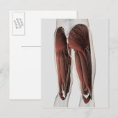 Muskelanatomie der menschlichen Legen 2 Postkarte (Vorne/Hinten)