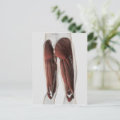 Muskelanatomie der menschlichen Legen 2 Postkarte (Stehend Vorderseite)