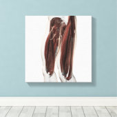 Muskelanatomie der menschlichen Legen, Seitenansic Leinwanddruck (Insitu (Holzboden))