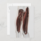 Muskelanatomie der menschlichen Legen, Seitenansic Postkarte (Vorne/Hinten)