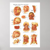 Muskelanatomie des Gesichtes und des Nackenkartes Poster (Vorne)