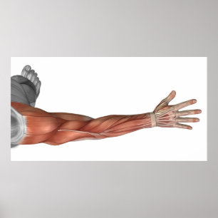 Muskelanatomie des menschlichen Arms, Sicht nach h Poster