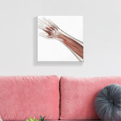 Muskelanatomie des menschlichen Arms und der Hand Leinwanddruck (Insitu (Wohnzimmer))