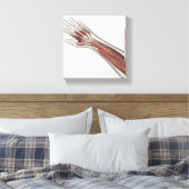 Muskelanatomie des menschlichen Arms und der Hand Leinwanddruck (Insitu (Schlafzimmer))