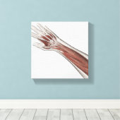 Muskelanatomie des menschlichen Arms und der Hand Leinwanddruck (Insitu (Holzboden))