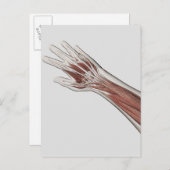Muskelanatomie des menschlichen Arms und der Hand Postkarte (Vorne/Hinten)