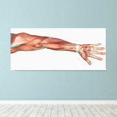 Muskelanatomie des menschlichen Arms, Vorderansich Leinwanddruck (Insitu (Holzboden))