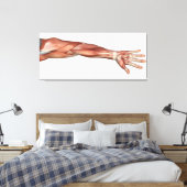 Muskelanatomie des menschlichen Arms, Vorderansich Leinwanddruck (Insitu (Schlafzimmer))