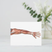 Muskelanatomie des menschlichen Arms, Vorderansich Postkarte (Stehend Vorderseite)