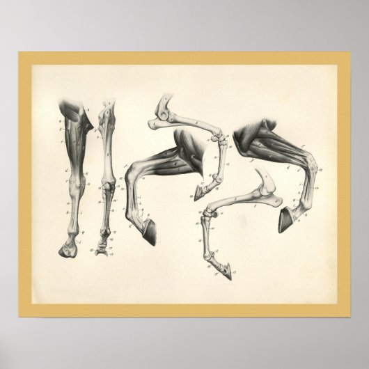 Muskelanatomie Druck Poster (Vorne)