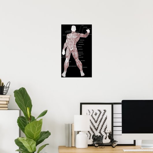 Muskelanatomie Poster (Heimbüro)