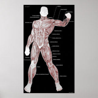 Muskelanatomie Poster