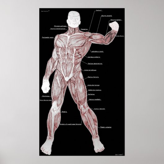 Muskelanatomie Poster (Vorne)