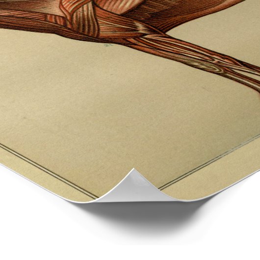 Muskelanatomie Poster (Ecke)