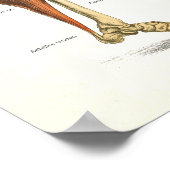 Muskelanatomie-Poster 24 x 36 Poster (Ecke)