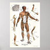 Muskelanatomie-Poster 24 x 36 Poster (Vorne)