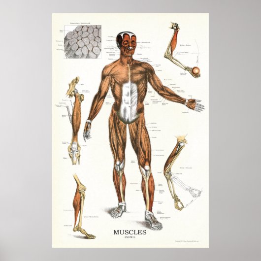 Muskelanatomie-Poster 24 x 36 Poster (Vorne)
