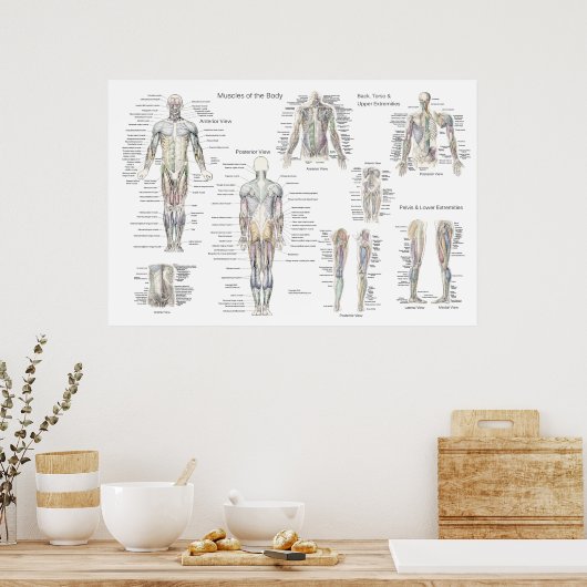 Muskelanatomie Poster - Anteriore, Posterior & Dee (Küche)