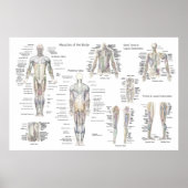 Muskelanatomie Poster - Anteriore, Posterior & Dee (Vorne)