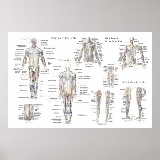 Muskelanatomie Poster - Anteriore, Posterior & Dee (Vorne)