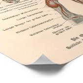 Muskelanatomie Vintage Druckausgabe in deutscher S Poster (Ecke)