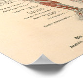 Muskelanatomie Vintage Druckausgabe in deutscher S Poster (Ecke)