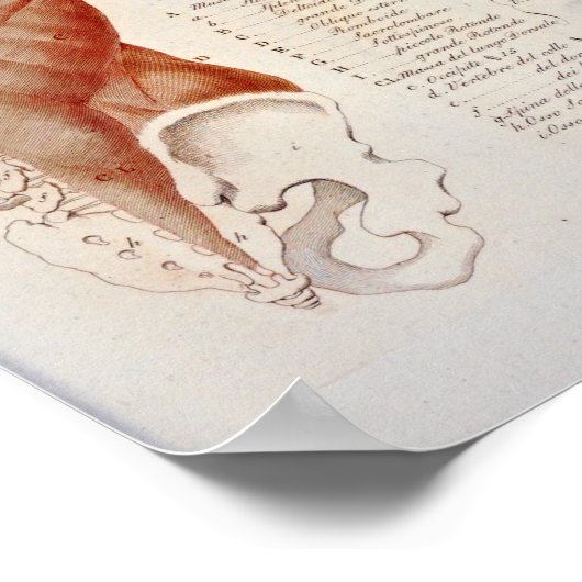 Muskelanatomie Zurück Neck Drucken Französisch Poster (Ecke)